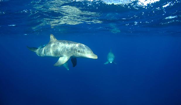 GWD Pterre tursiops truncatus boue2 2010 10 mai_23.jpg